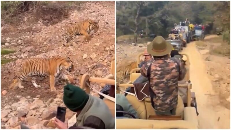 Safari crowd near fighting tigers exposes risky tourist behaviour. Video is viral
