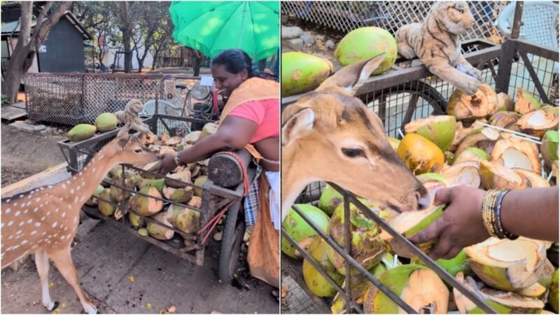 Coconut seller’s gentle gesture at IIT Madras brings out stories of her big heart