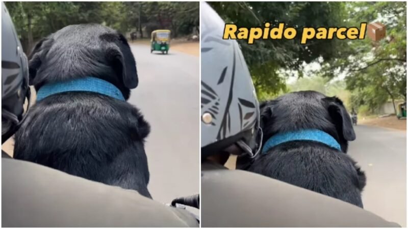 Rapido driver receives dog to deliver as ‘parcel’, watch for instant serotonin boost