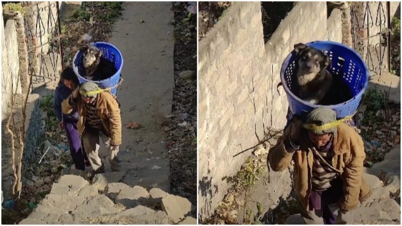 Man carries injured dog uphill in basket, video will restore your faith in humanity