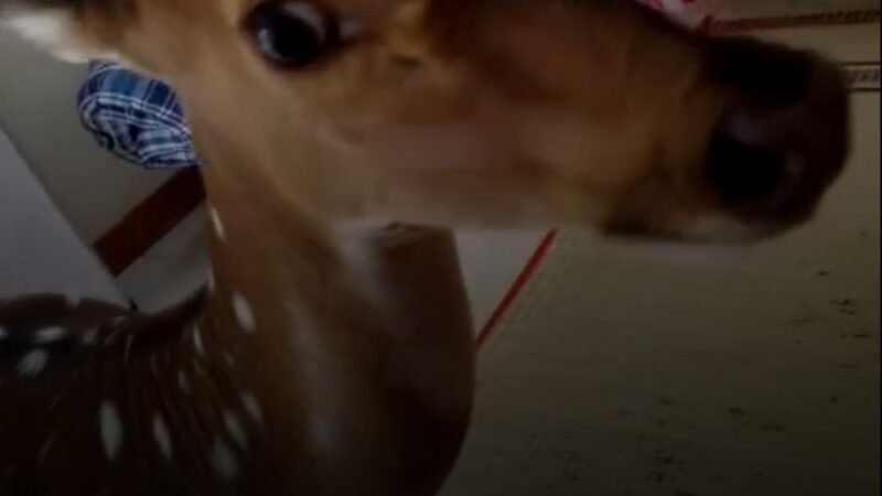 Deer Walks Into IIT Madras Hostel Room, Student Reveals What Campus Life Is Really Like