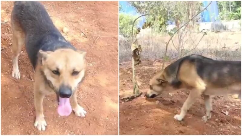 Street dog guards grave of Kerala woman who fed it daily. Video will break your heart