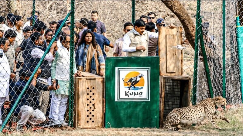 Madhya Pradesh CM releases 2 Botswana cheetahs into Kuno National Park open forest