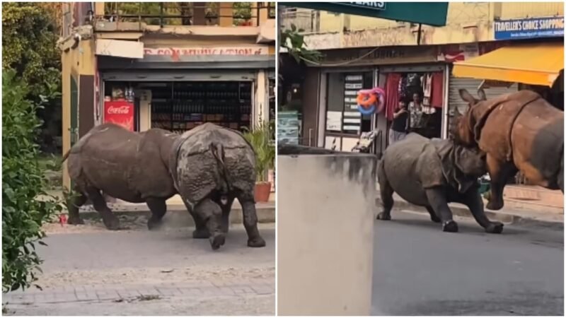 Two rhinos battle it out on Sauraha streets in Nepal, tourist records rare moment