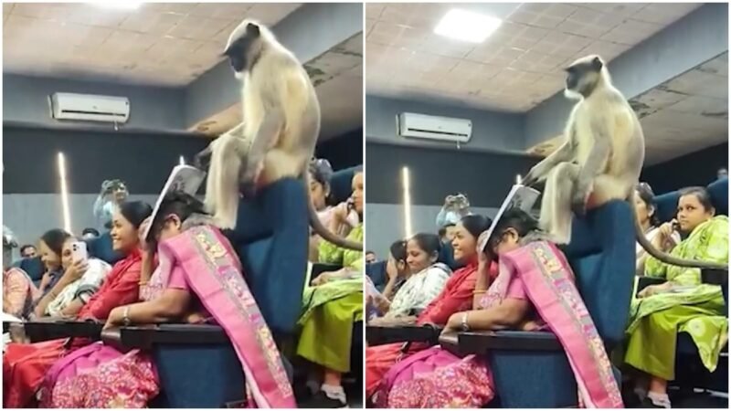 Watch: Monkey walks into class, interrupts teachers’ training at Gujarat university
