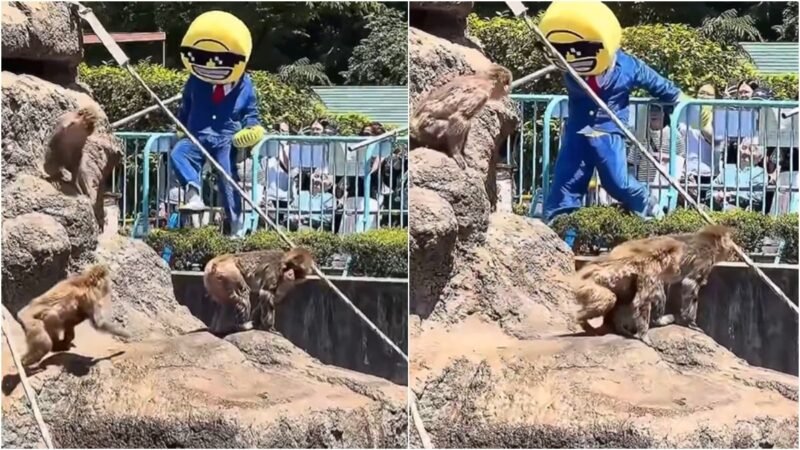 US tourists arrested after jumping into Punch the monkey’s zoo enclosure in Japan
