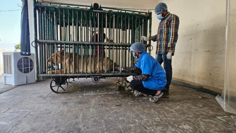Gir lion deaths: Forest Department steps up efforts to contain suspected infection