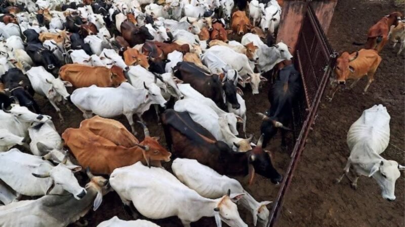 Cow sacrifice not part of Eid: Calcutta High Court upholds ban on cattle slaughter