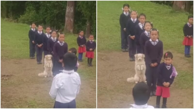 Sikkim school assembly turns wholesome as fluffy guest joins students in prayer. Watch