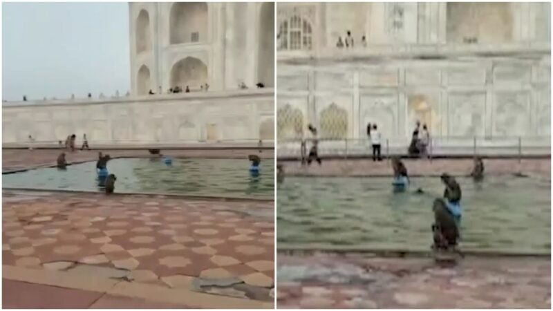 Monkeys turn Taj Mahal water tank into their own swimming pool in Agra, video is viral