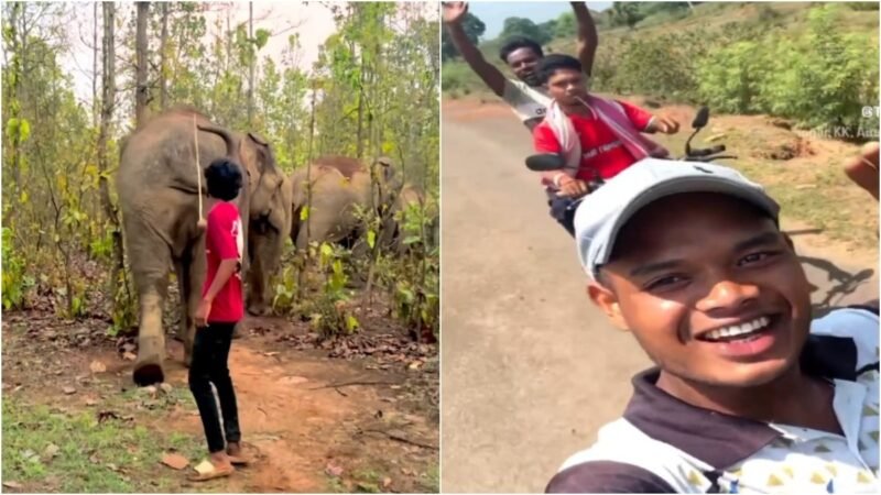 Odisha youths provoke elephants, film it for content. Videos will leave you furious