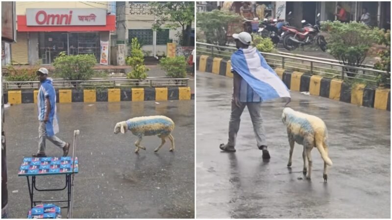 Bangladesh man walks sheep dyed in Argentina colours on roadside, FIFA fans approve
