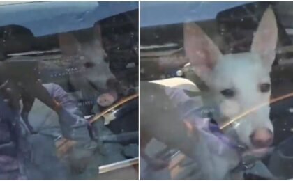 Pet dog left inside locked car in Lucknow market as heat soars, video sparks outrage