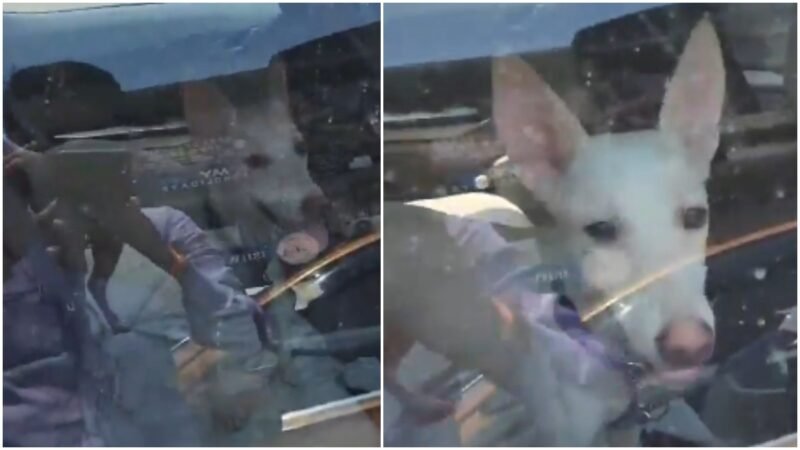 Pet dog left inside locked car in Lucknow market as heat soars, video sparks outrage