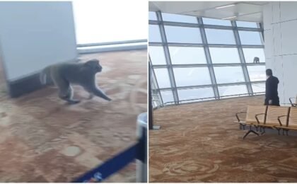 Monkey sneaks past security into Delhi airport’s T3 boarding area, video goes viral