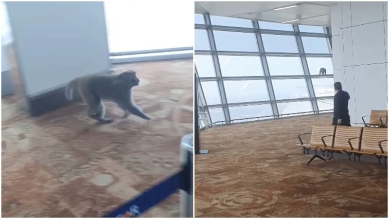 Monkey sneaks past security into Delhi airport’s T3 boarding area, video goes viral