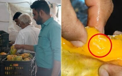 FSSAI seizes worm-infested mangoes in Gujarat. What happens if you eat rotten fruit?
