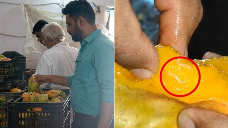 FSSAI seizes worm-infested mangoes in Gujarat. What happens if you eat rotten fruit?
