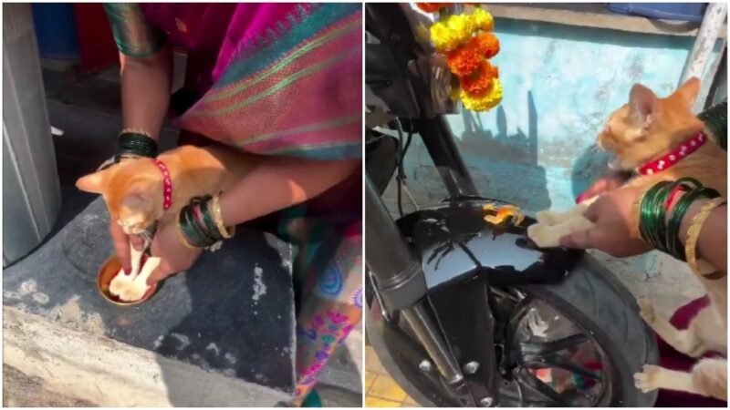 Indian family uses pet cat’s paws to bless new motorcycle, viral video melts hearts