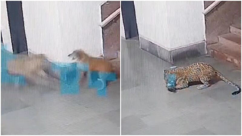 Leopard attacks stray dog inside IIT Bombay campus, shocking moment caught on camera