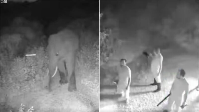 IFS officer’s video shows AI detecting elephant herd, alerting forest team in minutes