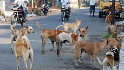 Karnataka sets 3-year target for full stray dog sterilisation coverage in Bengaluru