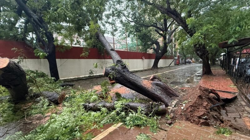 Strong winds, not concrete roads not behind tree falls in Mumbai: BMC commissioner