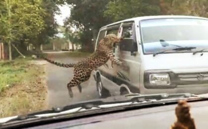 Leopard in Ahmedabad locality: Another urban sprawl clashes with wild cat territory