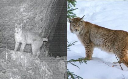 IFS officer shares rare first-ever photographic record of Eurasian lynx in Sikkim
