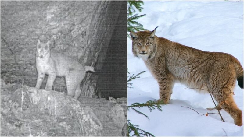 IFS officer shares rare first-ever photographic record of Eurasian lynx in Sikkim