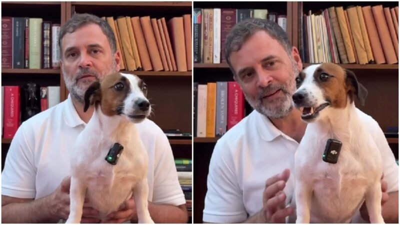 Rahul Gandhi’s video with pet dog Noorie comes with a thoughtful message on animals
